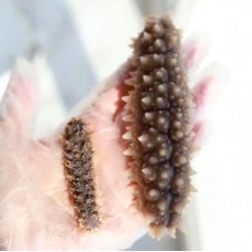 【国内现货包邮】南太平洋黄金刺参海参130-150头 500/袋 